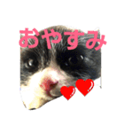 ねこ猫といぬ犬（個別スタンプ：11）