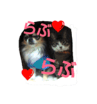 ねこ猫といぬ犬（個別スタンプ：12）