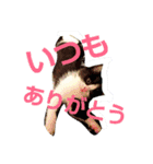 ねこ猫といぬ犬（個別スタンプ：14）