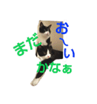 ねこ猫といぬ犬（個別スタンプ：15）