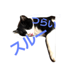 ねこ猫といぬ犬（個別スタンプ：16）