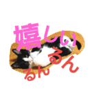 ねこ猫といぬ犬（個別スタンプ：17）