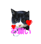 ねこ猫といぬ犬（個別スタンプ：18）