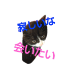 ねこ猫といぬ犬（個別スタンプ：19）