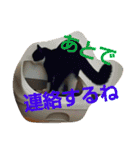 ねこ猫といぬ犬（個別スタンプ：20）