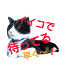 ねこ猫といぬ犬（個別スタンプ：21）