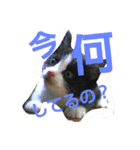 ねこ猫といぬ犬（個別スタンプ：22）