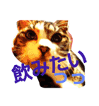 ねこ猫といぬ犬（個別スタンプ：24）