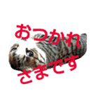 ねこ猫といぬ犬（個別スタンプ：25）