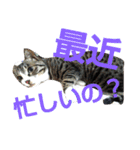 ねこ猫といぬ犬（個別スタンプ：26）
