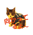 ねこ猫といぬ犬（個別スタンプ：27）