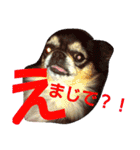 ねこ猫といぬ犬（個別スタンプ：28）