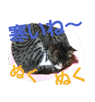 ねこ猫といぬ犬（個別スタンプ：29）