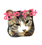 ねこ猫といぬ犬（個別スタンプ：30）