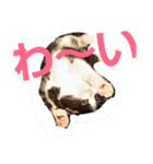 ねこ猫といぬ犬（個別スタンプ：31）