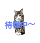 ねこ猫といぬ犬（個別スタンプ：32）