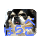 ねこ猫といぬ犬（個別スタンプ：33）
