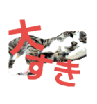 ねこ猫といぬ犬（個別スタンプ：34）