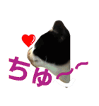 ねこ猫といぬ犬（個別スタンプ：35）