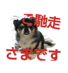 ねこ猫といぬ犬（個別スタンプ：36）