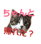 ねこ猫といぬ犬（個別スタンプ：37）