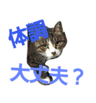ねこ猫といぬ犬（個別スタンプ：38）