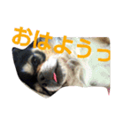 ねこ猫といぬ犬（個別スタンプ：40）