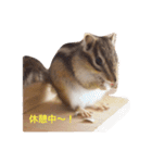 シマリスのぱるむ＆ちろる＆モル＆ピノ（個別スタンプ：12）