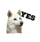柴犬ららのすたんぷ（個別スタンプ：1）
