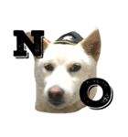 柴犬ららのすたんぷ（個別スタンプ：2）