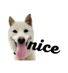 柴犬ららのすたんぷ（個別スタンプ：3）