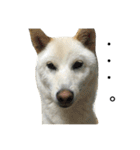 柴犬ららのすたんぷ（個別スタンプ：4）