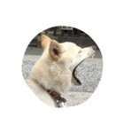 柴犬ららのすたんぷ（個別スタンプ：5）