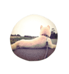 柴犬ららのすたんぷ（個別スタンプ：6）