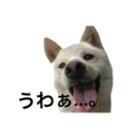 柴犬ららのすたんぷ（個別スタンプ：8）
