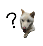 柴犬ららのすたんぷ（個別スタンプ：9）