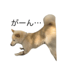 柴犬ららのすたんぷ（個別スタンプ：10）
