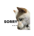 柴犬ららのすたんぷ（個別スタンプ：11）