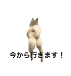 柴犬ららのすたんぷ（個別スタンプ：12）
