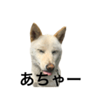 柴犬ららのすたんぷ（個別スタンプ：14）