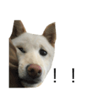 柴犬ららのすたんぷ（個別スタンプ：15）