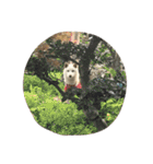 柴犬ららのすたんぷ（個別スタンプ：16）
