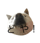 柴犬ららのすたんぷ（個別スタンプ：17）