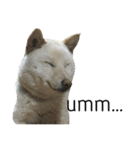 柴犬ららのすたんぷ（個別スタンプ：18）