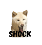 柴犬ららのすたんぷ（個別スタンプ：19）