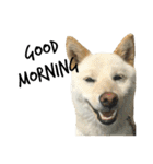 柴犬ららのすたんぷ（個別スタンプ：20）