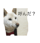 柴犬ららのすたんぷ（個別スタンプ：21）