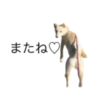 柴犬ららのすたんぷ（個別スタンプ：22）