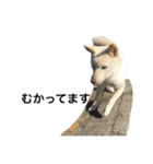 柴犬ららのすたんぷ（個別スタンプ：23）