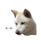 柴犬ららのすたんぷ（個別スタンプ：25）